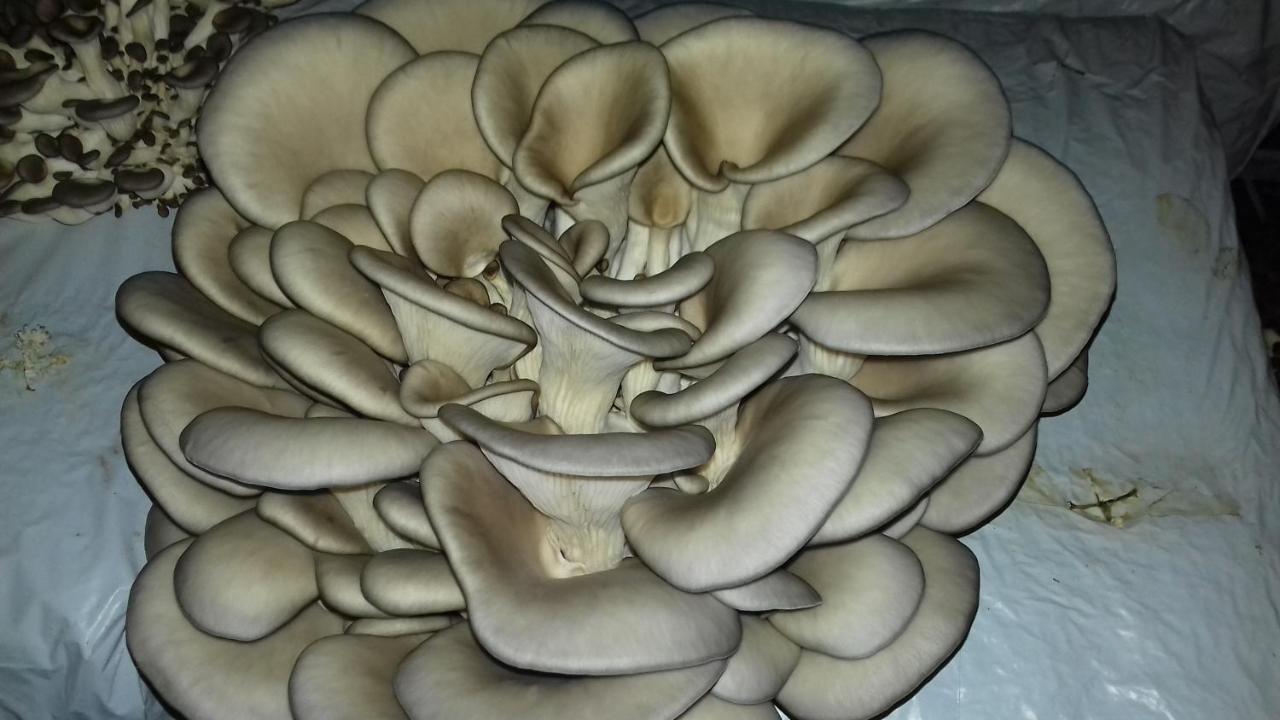 Home Of Nature - Kuca Prirode Odzak Ngoại thất bức ảnh